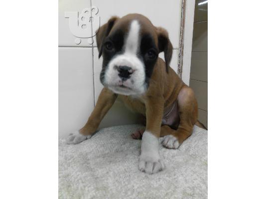 PoulaTo: Boxer